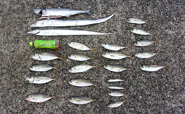 極鋭　ギア　エフスペック　210 タチウオ　アジ　イサキ　のませ　青物 極鋭 ギア エフスペック 210 タチウオ アジ イサキ のませ 青物