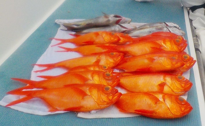 マグサイバー　全長約113cm キンメダイ釣り等に マグサイバー 全長約113cm キンメダイ釣り等に