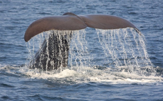 45年ぶりにクジラ生肉が仙台市場に限定入荷　鯨食文化は復活するのか