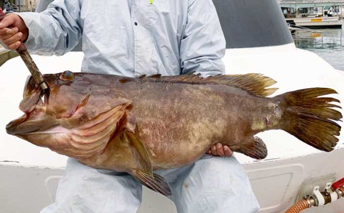 【玄界灘】落とし込み釣り最新釣果　105cm17kg巨大『クエ』浮上に驚愕