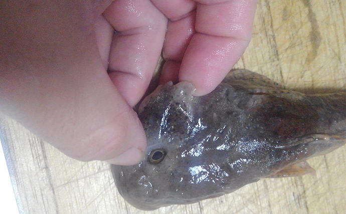 福井で幻の魚「アラレガコ」の生息調査　非常に美味でサケと同じ生態？