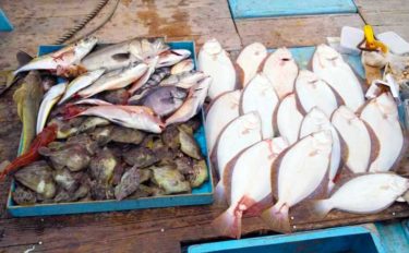 【三重・愛知】沖のエサ釣り最新釣果　ウタセ五目で魚種多彩に堪能
