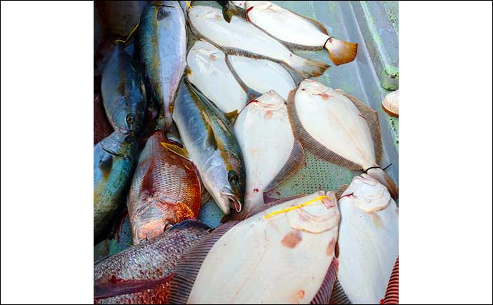 【響灘】落とし込み釣り最新釣果　ヒラマサ＆ヒラメが好調継続