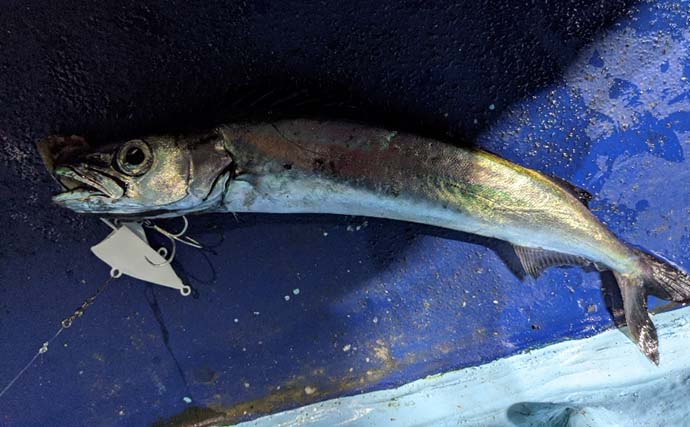 ご当地釣法『サーベルテンヤ』でタチウオ釣り　好ゲストには深海魚も？