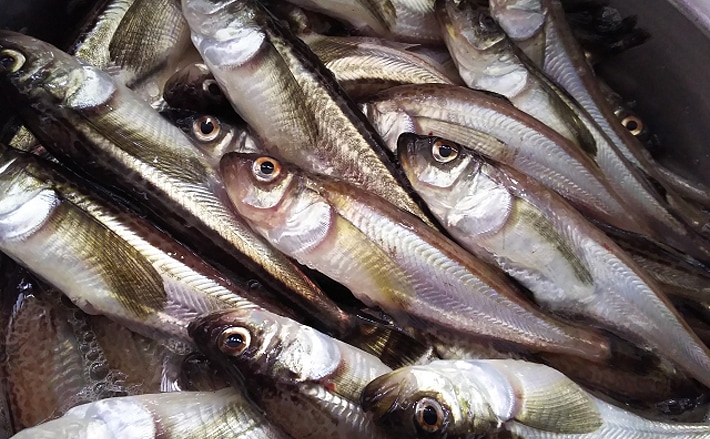 秋田の年取り魚 子持ちハタハタ が旬を迎える 生食は寄生虫に注意 Tsurinews