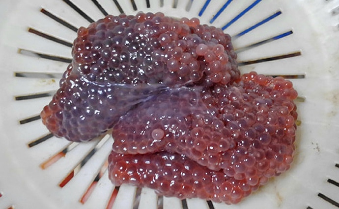 秋田の年取り魚「子持ちハタハタ」が旬を迎える　生食は寄生虫に注意？