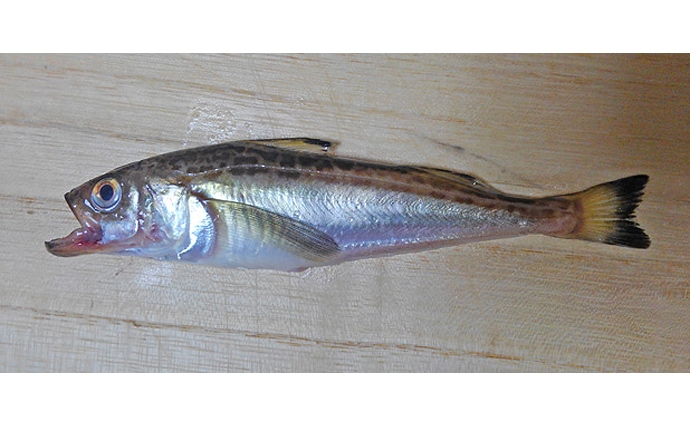 秋田の年取り魚「子持ちハタハタ」が旬を迎える　生食は寄生虫に注意？