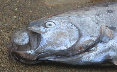 「リュウグウノツカイ」を生きた姿で発見　深海魚が浅瀬に来る理由とは？