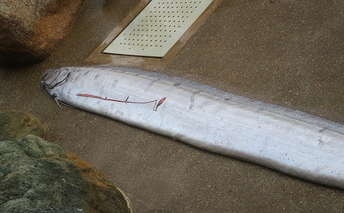 リュウグウノツカイ を生きた姿で発見 深海魚が浅瀬に来る理由とは Tsurinews