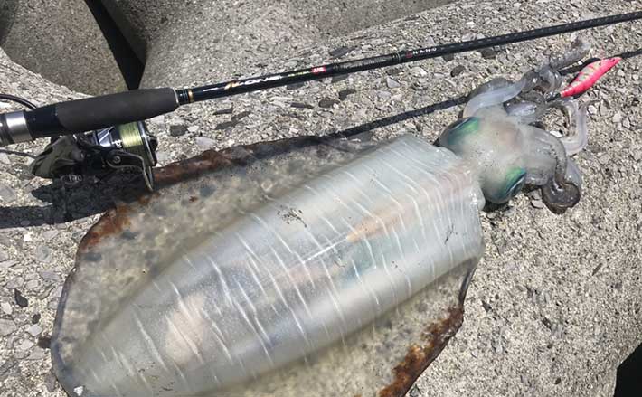 初めてのタックル選び 陸っぱりの ルアー釣り をライトに楽しみたい Tsurinews