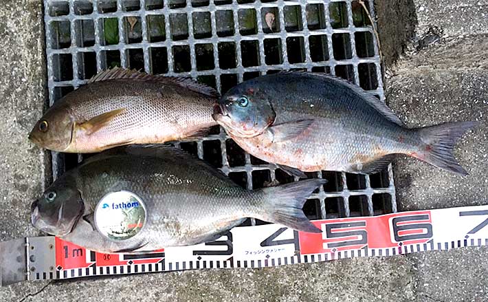 磯フカセで尾長グレ連発 見極めるべき釣り場の クセ とは 山口 Tsurinews