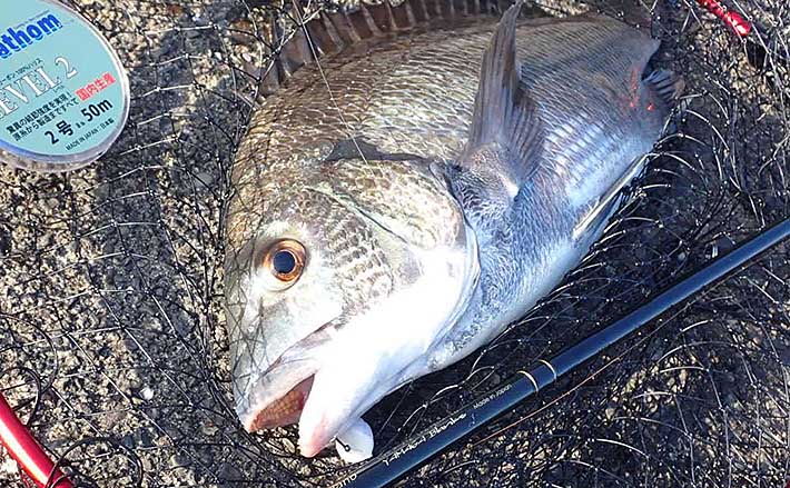 静岡 汽水域のオススメ釣りターゲット4選 釣行の注意点とは Tsurinews