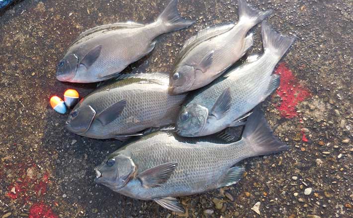 磯フカセ釣りでグレ連発 浅ダナからの沈ませ釣りが奏功【和歌山・萩尾