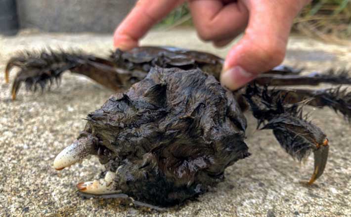 モクズガニ釣り が面白い 100均グッズ使用の簡単仕掛け自作方法 Tsurinews