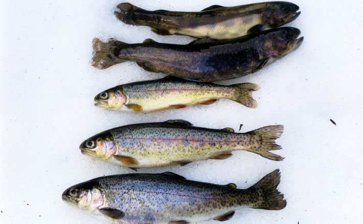 【2021渓流解禁直前】おすすめアマゴ釣り場紹介：土山漁協管内 | TSURINEWS