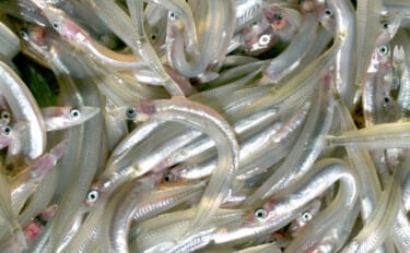 瀬戸内海の「イカナゴ」が今春も大不漁予測　なぜ資源量は回復しない？