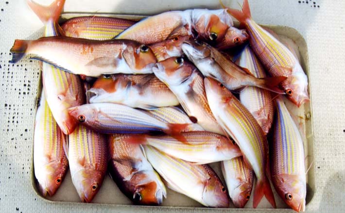 タイラバゲームでアマダイ イトヨリ ピンクネクタイがキモ 大分 Tsurinews タイラバゲームでアマダイ イトヨリ ピンクネクタイがキモ 大分 Tsurinews