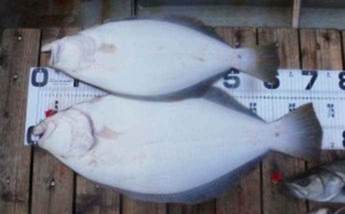 【愛知】沖のエサ釣り最新釣果　ハゼの泳がせ釣りでジャンボヒラメ浮上