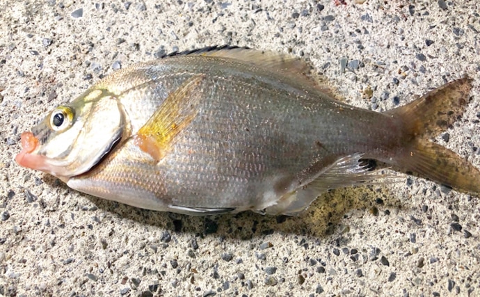 ゲスト魚の定番「ウミタナゴ」は塩焼き調理がオススメ　赤色個体が美味？