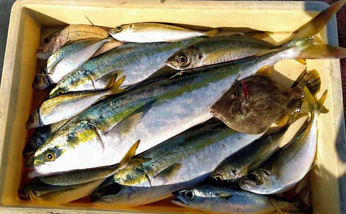 21年の大阪湾 青物 は好調継続 昨年の釣行を振り返る Tsurinews