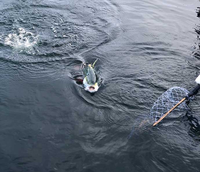 「海上釣り堀」初体験でマダイ＆ワラサ　初心者でも手軽に高級魚ゲット