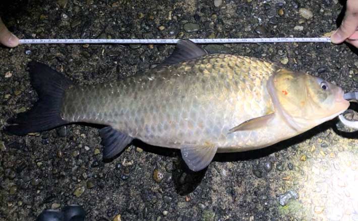 鮒釣りにおける グルテン の長所短所 一気に使いすぎるのはダメ Tsurinews