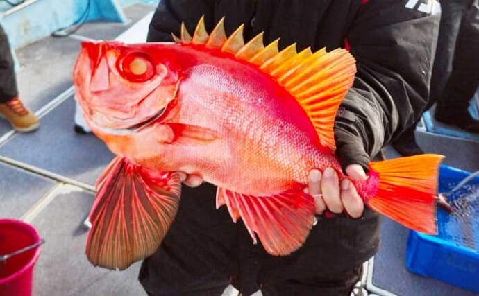 【福岡】沖のエサ釣り最新釣果　多彩な釣果期待できる五目釣りが好調