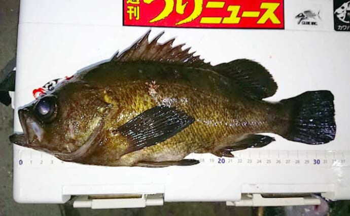 東京湾『ボートメバリング』が解禁　32cm尺メバル含み大型連打に歓喜