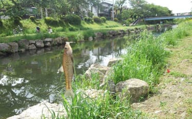 東京都多摩エリアで淡水小物釣りを楽しもう：シーズン＆代表的ターゲット