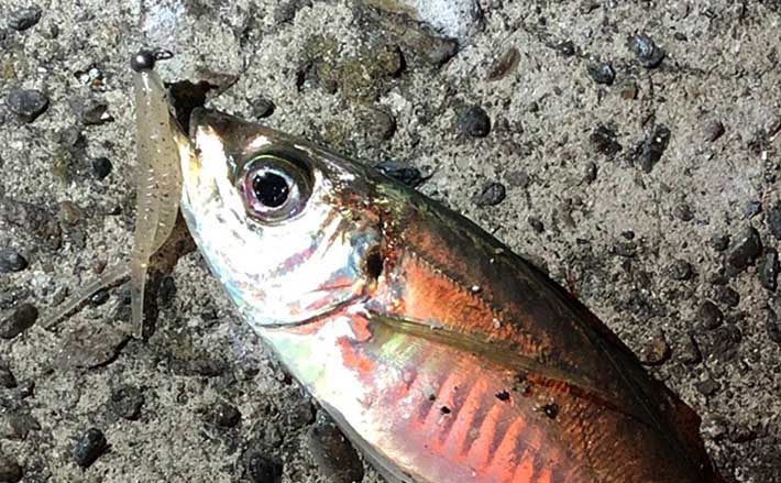 アジング ステップアップ解説 フリーフォール中のアタリの取り方 Tsurinews