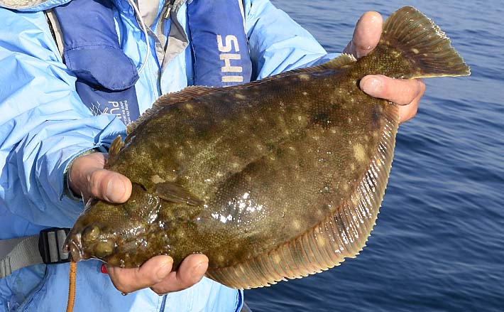 東京湾21 船マコガレイ釣り基本 タックル 釣り方 おすすめ船宿 Tsurinews