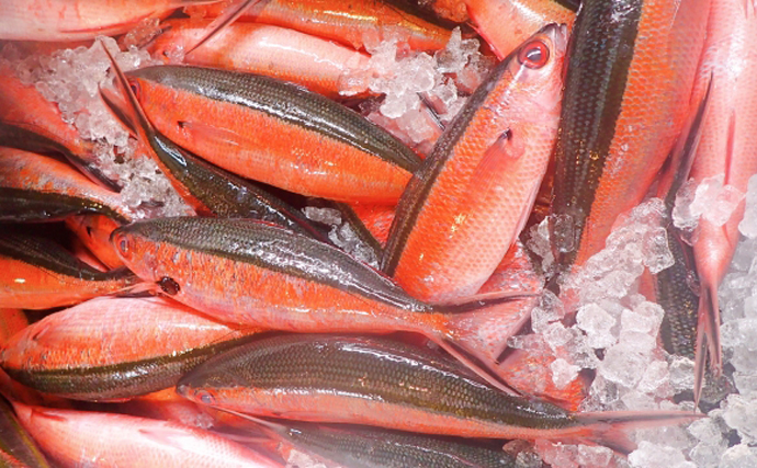 日本で最初に制定された県魚は「グルクン」　実はかまぼこの原材料にも