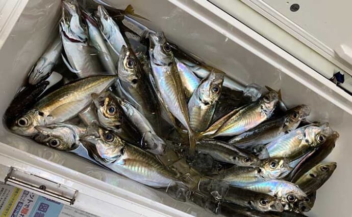 今さら聞けない東京湾ltアジのキホン コマセ で魚は満腹になる Tsurinews