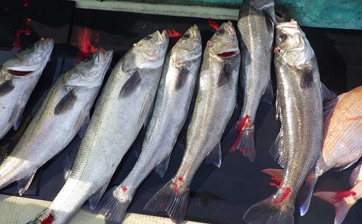 乗っ込み マダイ狙いのサビキ釣りで良型スズキが連発 鳴門海峡 Tsurinews