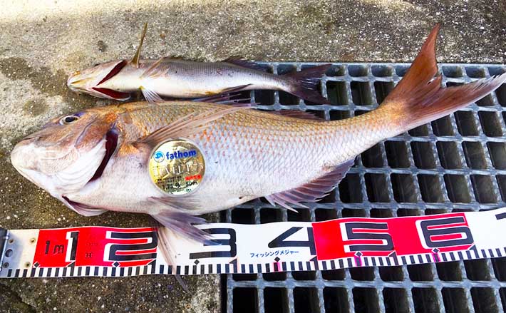 波止フカセ釣りで64cmマダイ浮上に驚愕 15分のやり取りを制す【山口