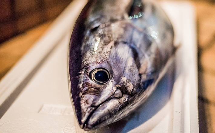 静岡で『近海カツオ』が水揚げ 「初物」だけど「初鰹」ではない