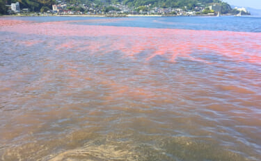 鹿児島で「赤潮警報」が発令　暑い時期ではなく冬に発生したワケとは？
