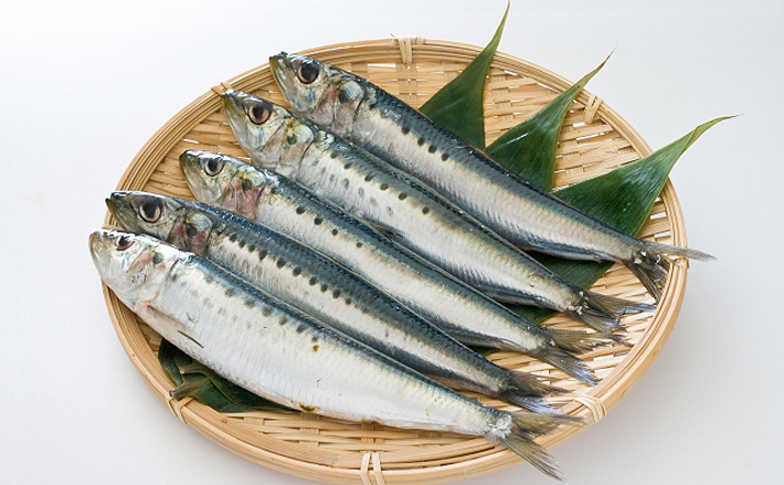 静岡で脂の乗ったマイワシが豊漁 イワシは一年中「旬」ってホント