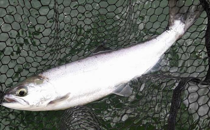 西湖でまもなく解禁　最も美味な淡水魚と評判の『ヒメマス』釣りとは？