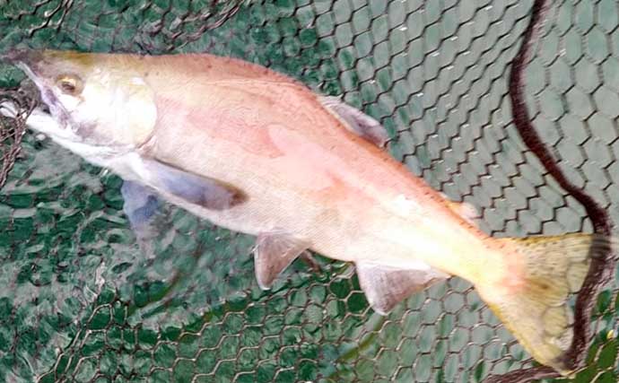 西湖でまもなく解禁　最も美味な淡水魚と評判の『ヒメマス』釣りとは？