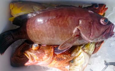 【愛知・三重】沖のエサ釣り最新釣果　イワシ泳がせでハタなど美味高級魚