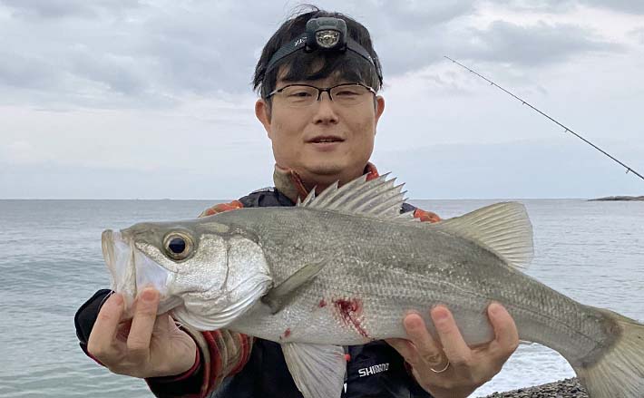 サーフからの『ノマセ釣り』で60cmヒラスズキ手中【和歌山・富田浜
