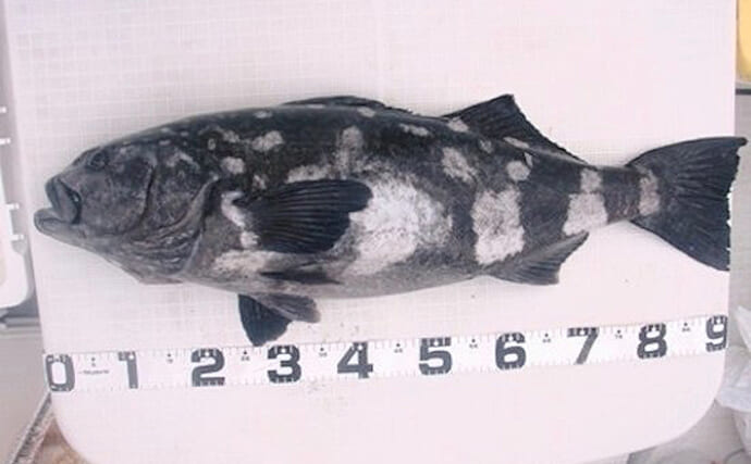 回転寿司で話題の深海魚『アブラボウズ』　アブラソコムツとの混同は厳禁