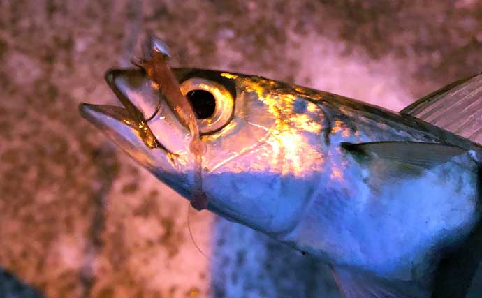 『ライトゲーム』ステップアップ解説：魚種別ショートバイト傾向と対策