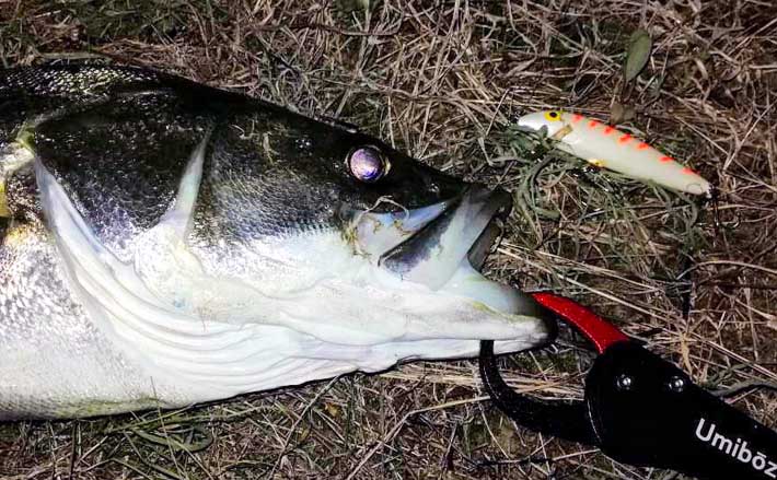 シーバスゲーム ステップアップ解説 バルサ製ルアー の長所短所 Tsurinews