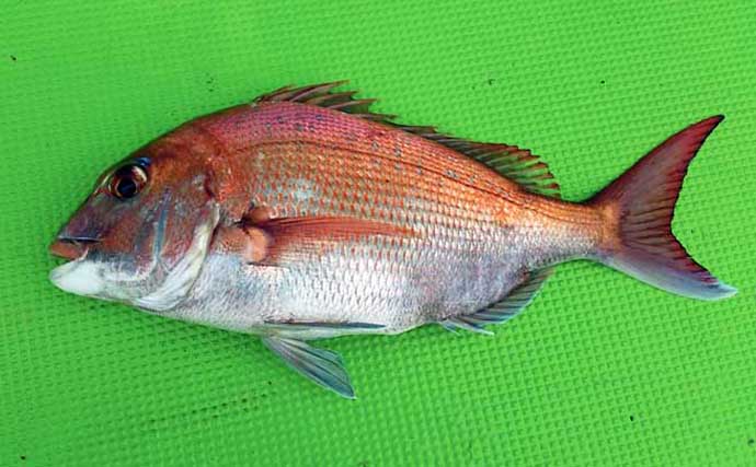 釣り人的「低糖質」レシピ：マダイのカルパッチョ　塩加減にご注意を