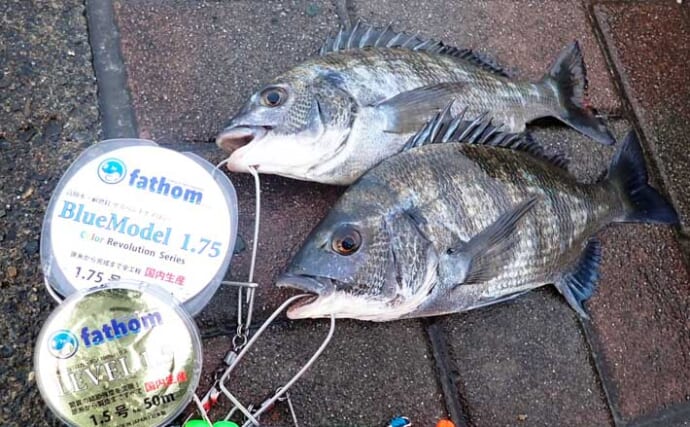 フカセクロダイ釣りの「コマセ」配合術：高水温～秋の荒食いシーズン