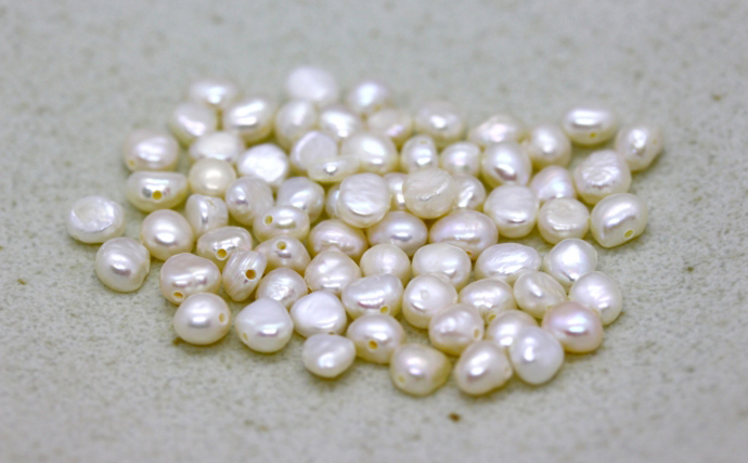 琵琶湖の『淡水真珠』養殖業を「ナマズ」が救う可能性　寄生魚として期待