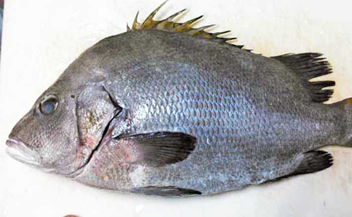 原発の温排水を養殖に利用 ブランド化に期待の ヒゲソリダイ とは Tsurinews