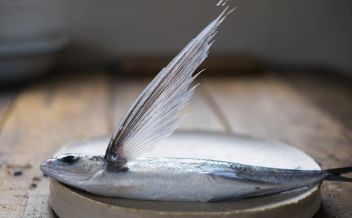 空飛ぶ魚トビウオの一種「角トビ」は春が旬　東日本では知名度低め？